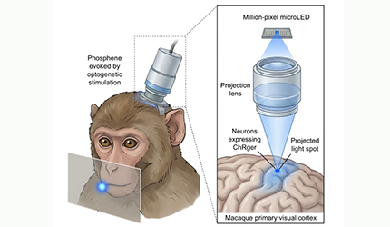 刘真组合作建立新型灵长类光遗传技术并用于视觉脑机接口研究
