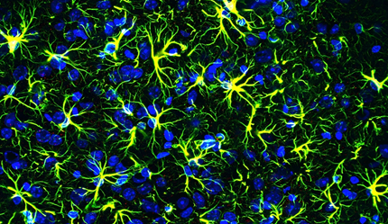脑智卓越中心成功绘制大脑星形胶质细胞转录因子功能图谱
