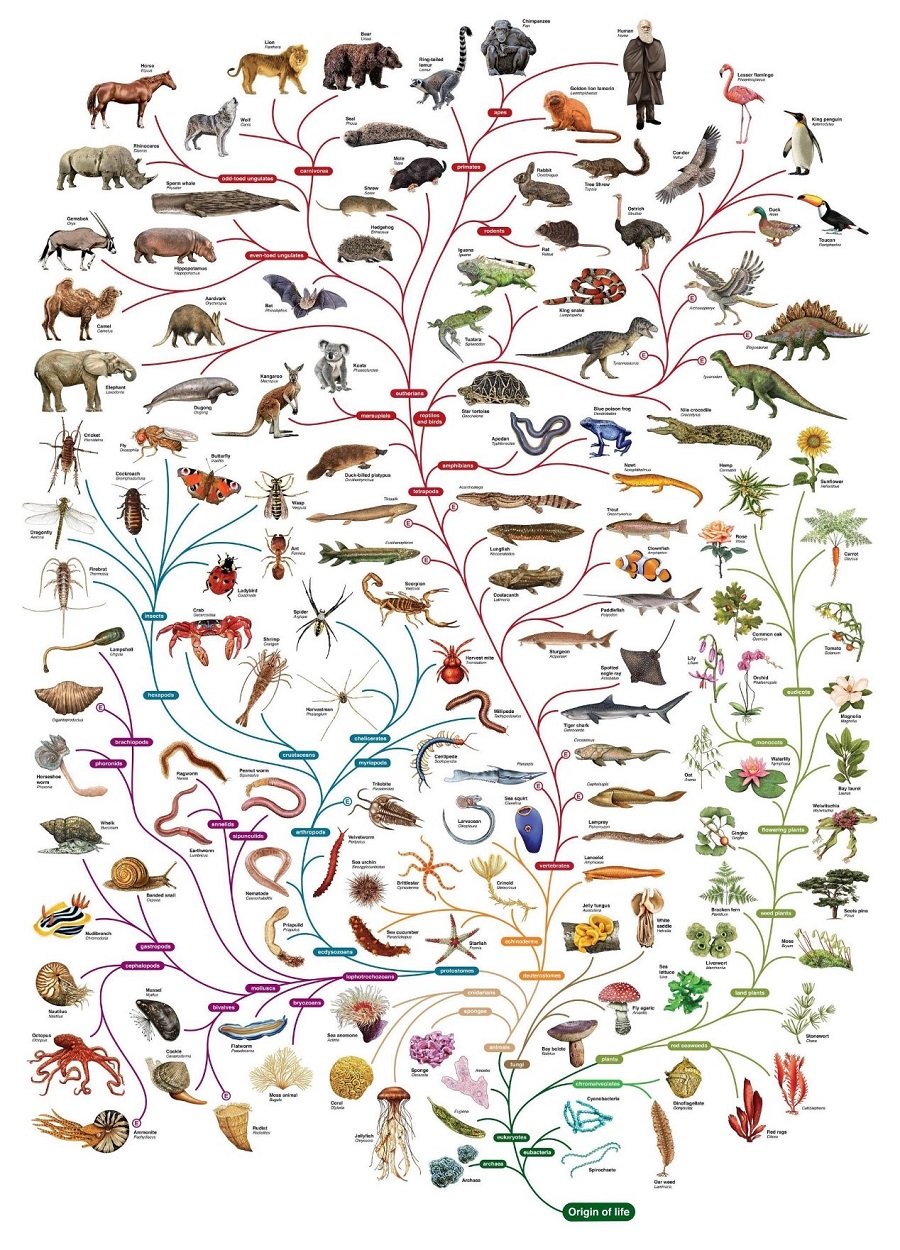蒙德里安树的演变组图图片